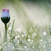 Une pâquerette dans l'herbe couverte de rosée sur Cor de Hamer
