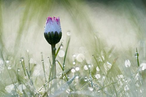 Gänseblümchen im taufrischen Gras von Cor de Hamer