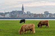 Weidende schottische Hochländer mit Nijmegen und Stevenskerk im Hintergrund von Maerten Prins Miniaturansicht