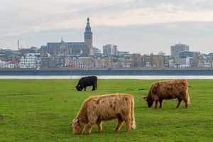 Weidende schottische Hochländer mit Nijmegen und Stevenskerk im Hintergrund