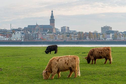 Grazende Schotse Hooglanders met Nijmegen en Stevenskerk op achtergrond