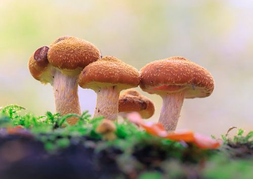 Een groep Hallmash paddenstoelen...