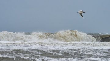 Tempête sur la mer du Nord sur eric van der eijk