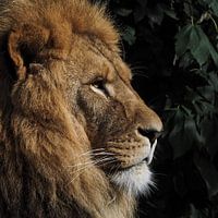 Leeuw Panthera leo