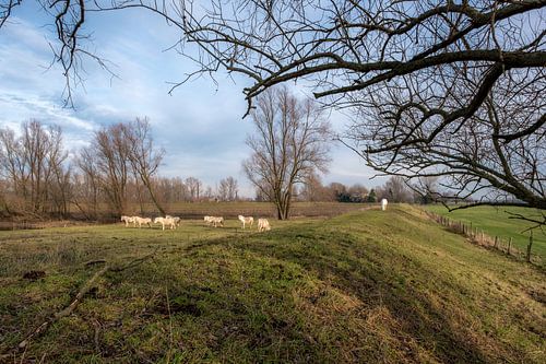 witte paarden bij dijk