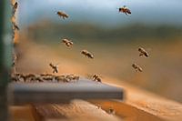 Hive - honey bees