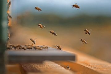 Ruche - abeilles mellifères sur René Spruijtenburg