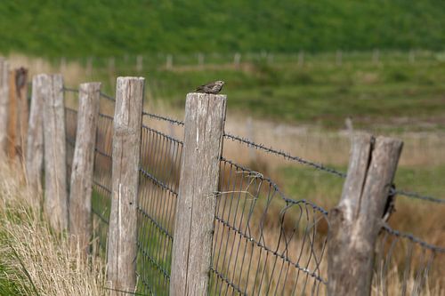 vogeltje rust uit op paaltje
