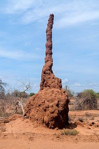 Ethiopië: Termietenheuvel (South Omo) sur Maarten Verhees