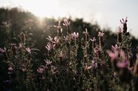 Lavendel | Reisefotografie Druck Algarve Portugal Kunstdruck