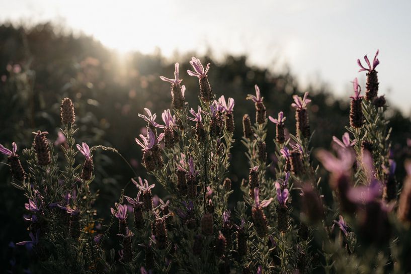 Lavender | Travel photography print Algarve Portugal Art Print by Chriske Heus van Barneveld