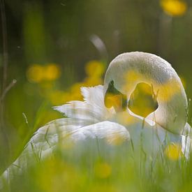 Swan by Anton Kloof