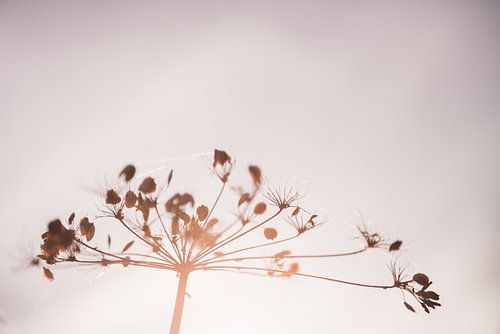 Natur mit Sonnenuntergang 1