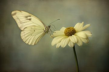 Photo of a white butterfly sitting on a white flower by Joriali photography and paintings