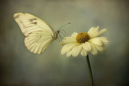 Foto van een witte vlinder, zittend op een witte bloem