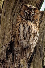 Uil van Coosje Wennekes