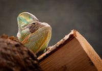 Kameleon Close-up – Levendig Kleurenpalet