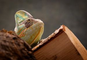 Chameleon by Alvadela Design & Photography