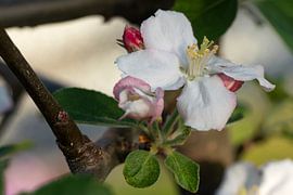 Pommier en fleur, Malus domestica