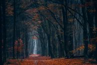 Kleuren van de herfst van Georgios Kossieris thumbnail