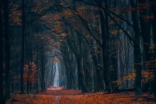 Kleuren van de herfst