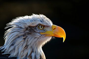 Close-up Amerikaanse Wouw van Art & Soul Creations