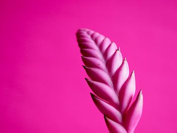 Bromélia rose sur rose