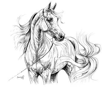 Arabisch paard van Annemarie ten Hacken