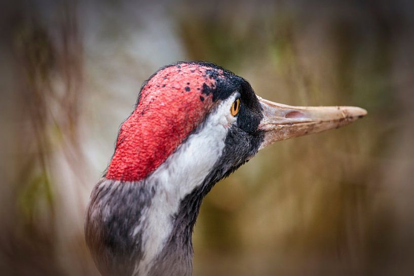 Crane by Rob Boon
