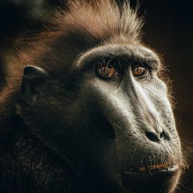 Portret van een Japanse makaak van Hans Huys