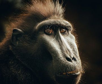 Portret van een Japanse makaak van Hans Huys