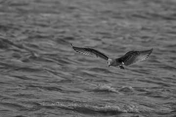 Mouette volant au-dessus du ressac sur Peter Bartelings