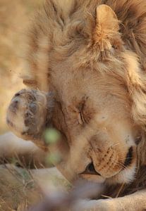 lion