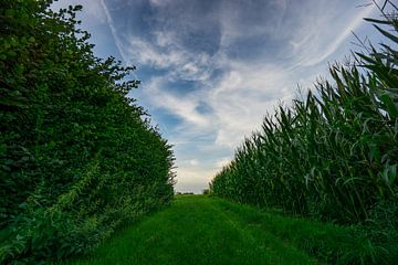 Weg door hooggegroeide maïsvelden tijdens de oogst in de herfst bij zonsondergang van adventure-photos