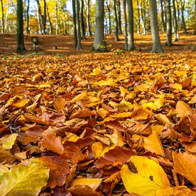 Herbstblätter im Buchenwald von Fokko Erhart