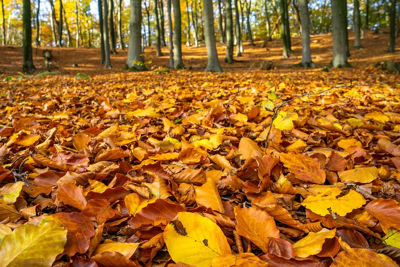 Herfstbladeren in beukenbos van Fokko Erhart