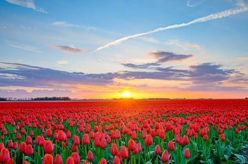 Rode tulpen in een veld tijdens een lente zonsondergang van Sjoerd van der Wal