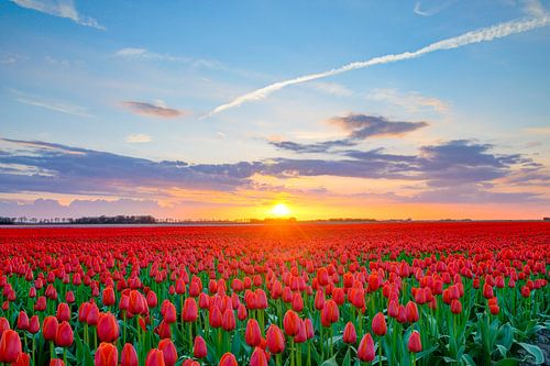 Rode tulpen in een veld tijdens een lente zonsondergang