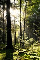 Fairytale Forest