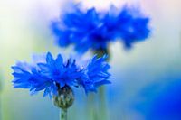 korenbloemen