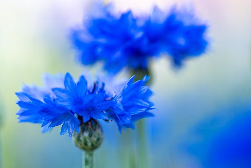cornflowers by Jeannette Kliebisch