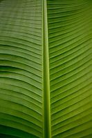Quiet banana leaf lines