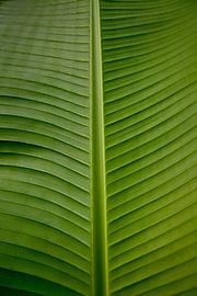 Lignes tranquilles de feuilles de bananier sur Masterpiece Living