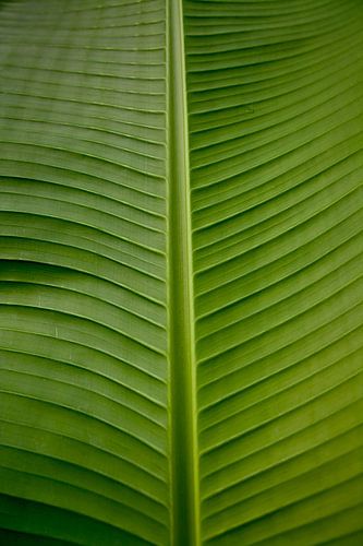 Quiet banana leaf lines