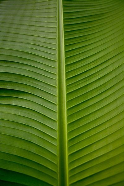 Lignes tranquilles de feuilles de bananier par Masterpiece Living