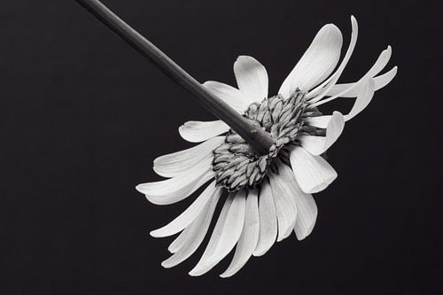 Back of the camomile in black and white