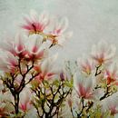 Magnolia van Claudia Moeckel thumbnail
