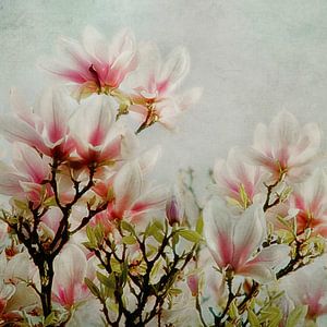 Magnolien von Claudia Moeckel