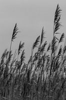 Playful reed. Fine art photography. Photo in color. Earth tones.