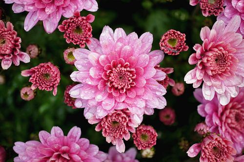 Gerbera's met druppels